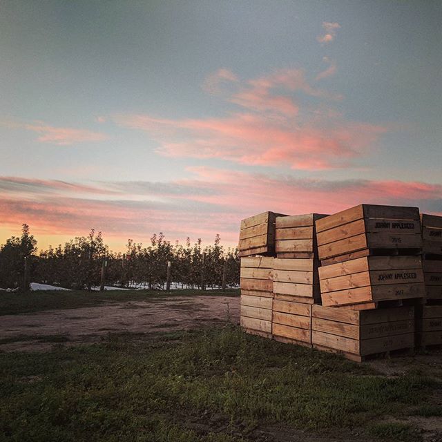 6:30 am on a Saturday - time to pick some apples  #nz #workingholiday